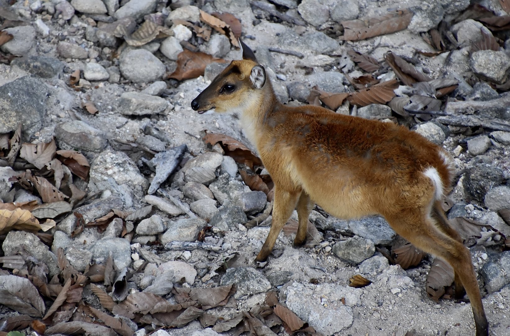 Thailand Muntjac (Muntiacus vaginalis curvostylis) young