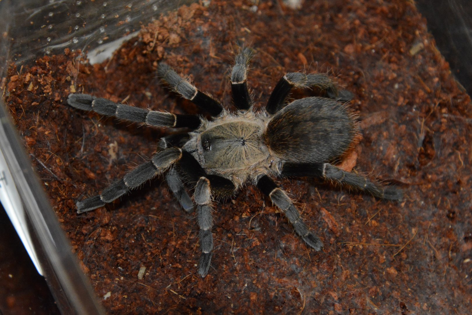 Thailand silver earth tiger tarantula (Ornithoctonus costalis)