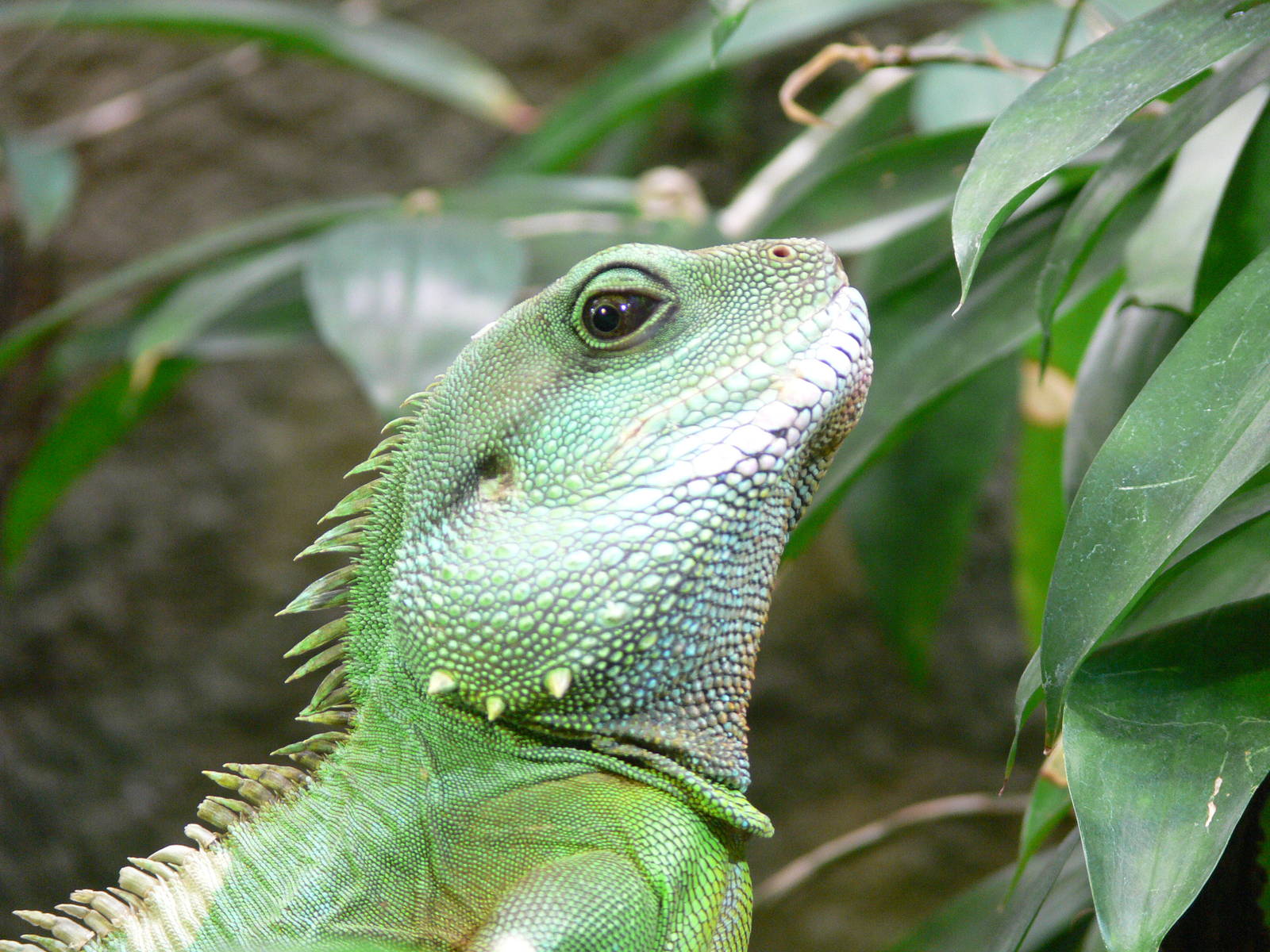 Thailand Water Dragon at Chester Zoo, 14/04/14