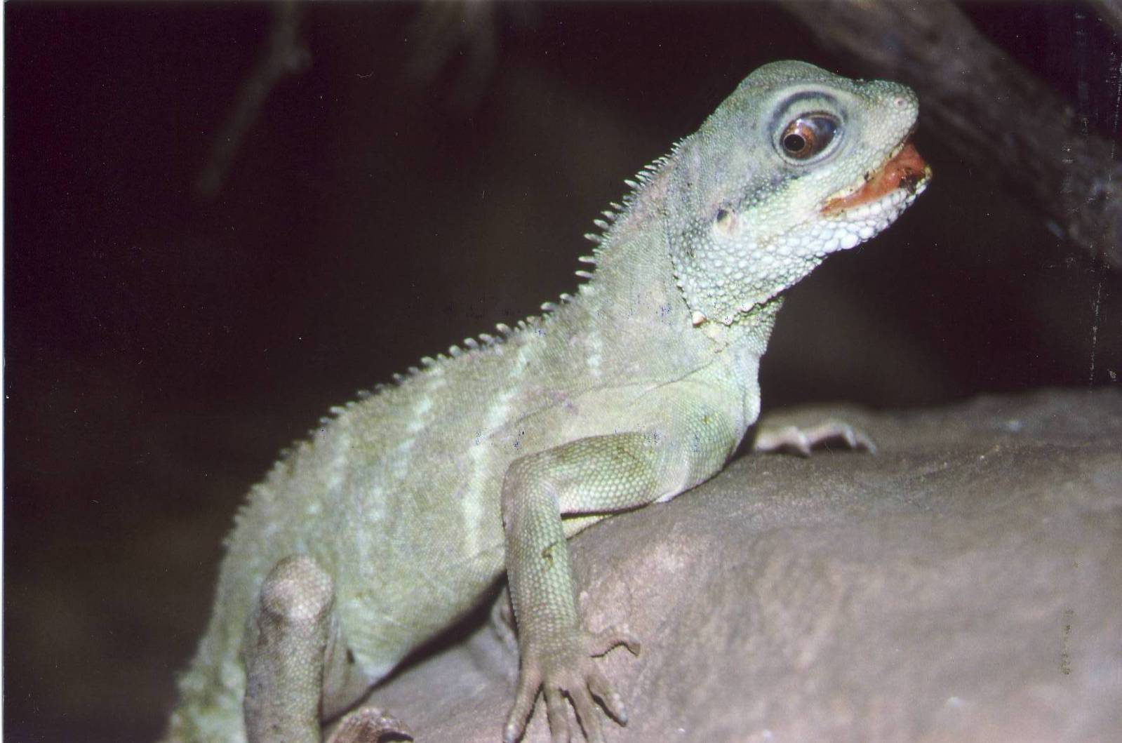 Thailand Water Dragon Chester Zoo 20 January 1999