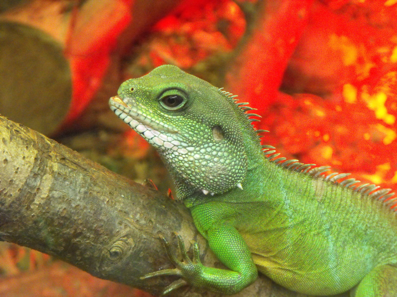 Thailand Water Dragon (Physignathus cocincinus)