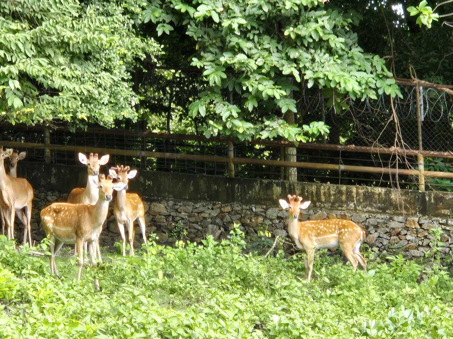 Thai's brow-antlered deer