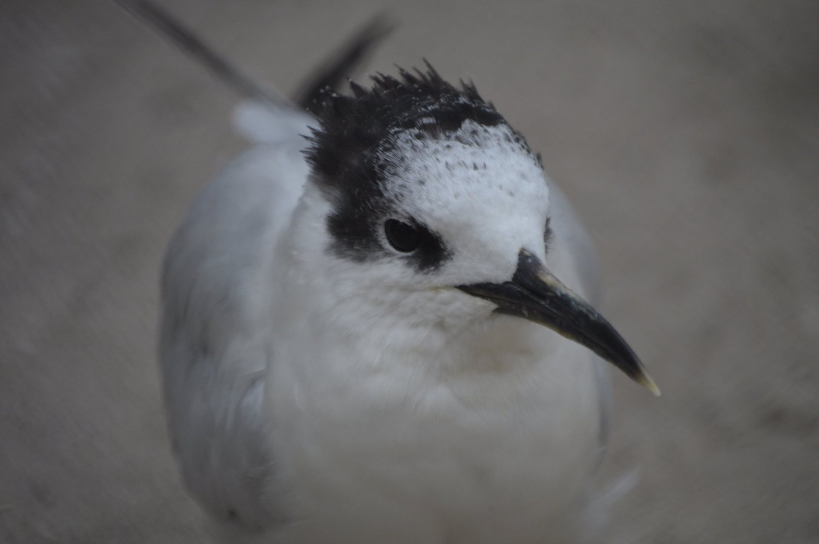 Thalasseus sandvicensis