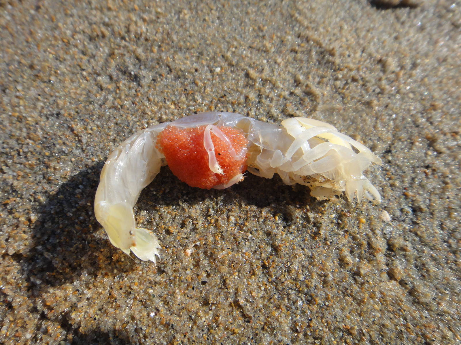 Thalassinidea (female)