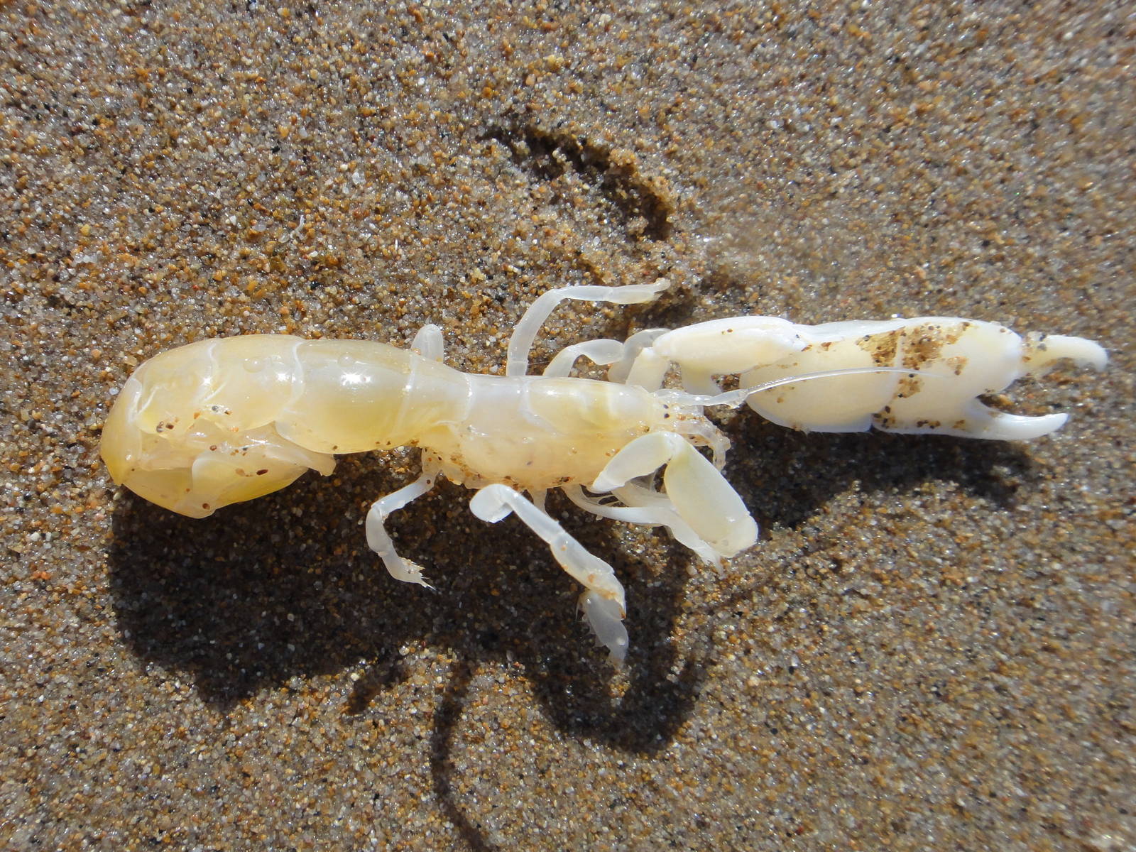 Thalassinidea (male)