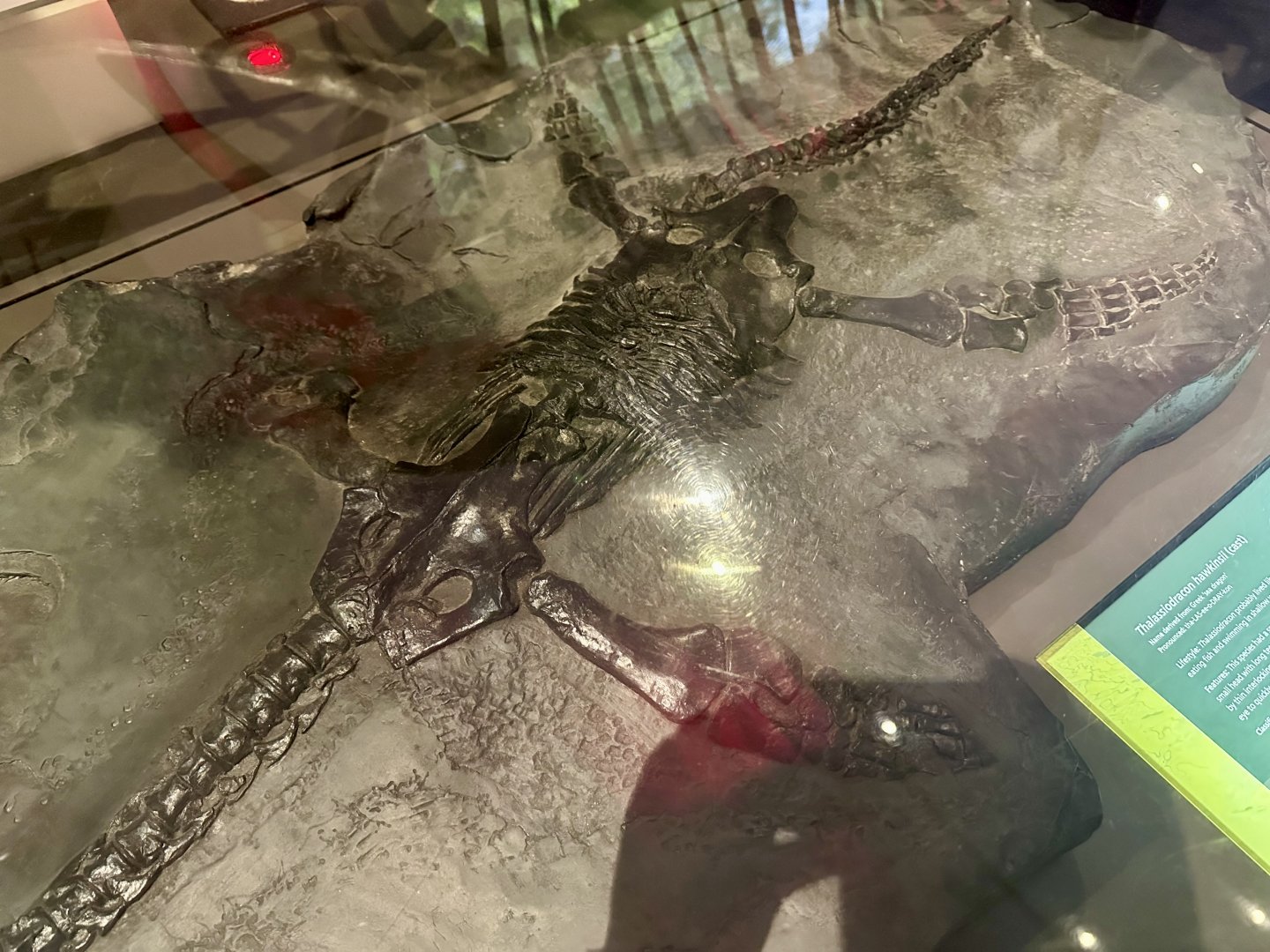 Thalassiodracon hawkinsii (cast)