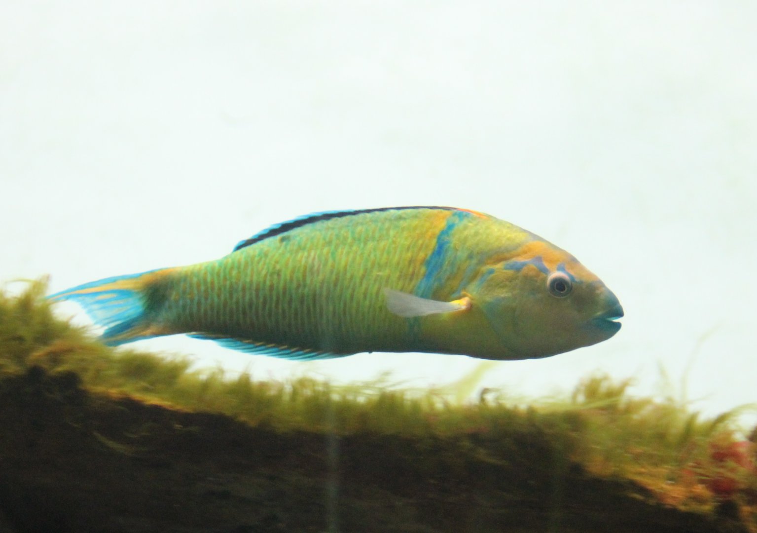 Thalassoma pavo