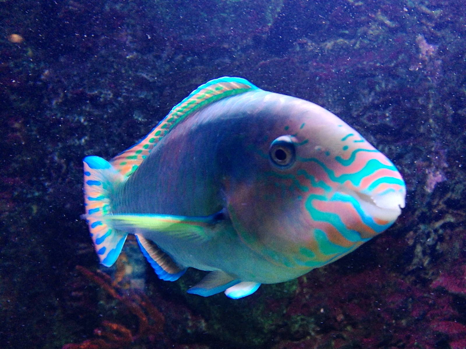 Thalassoma Quinquevittatum