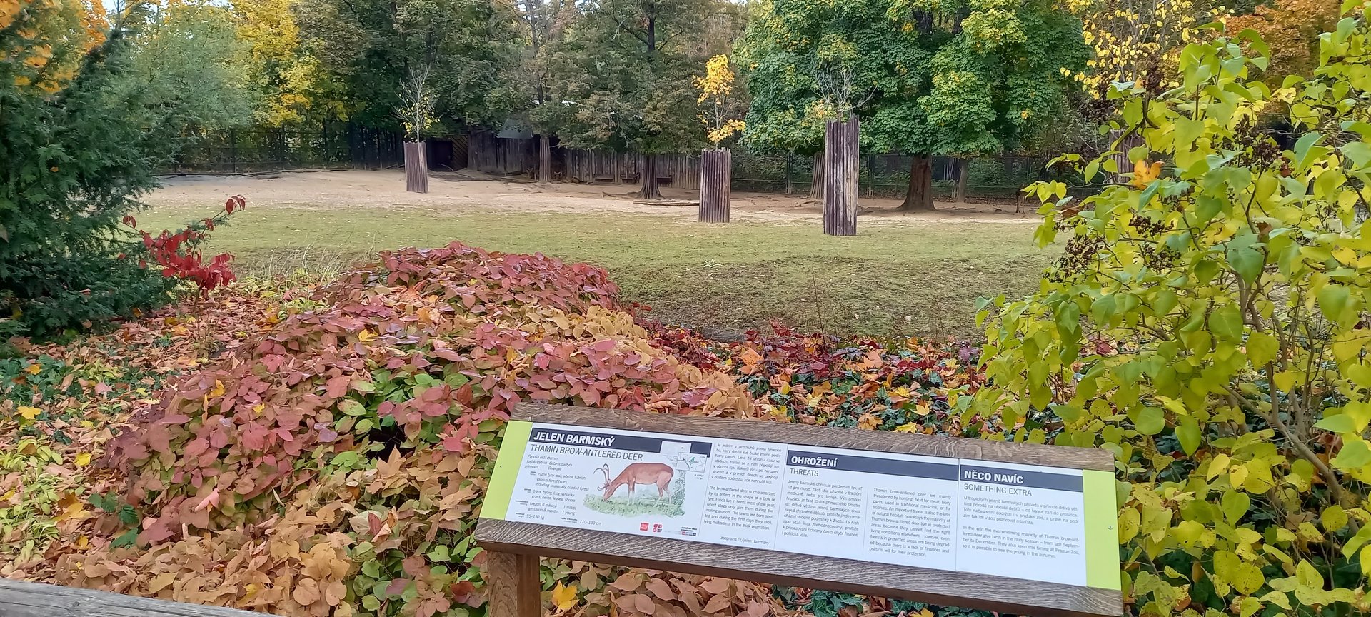 Thamin brown-antlered deer enclosure
