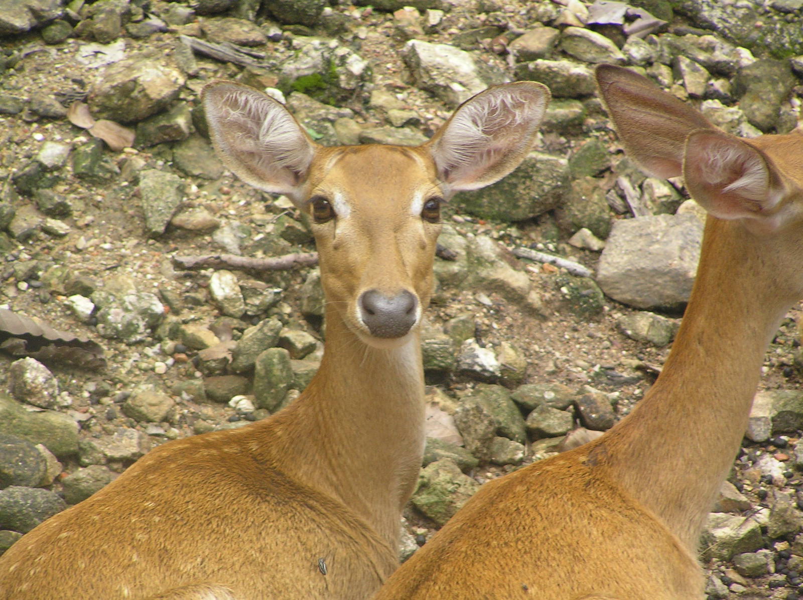 Thamin - Chaing-mai zoo