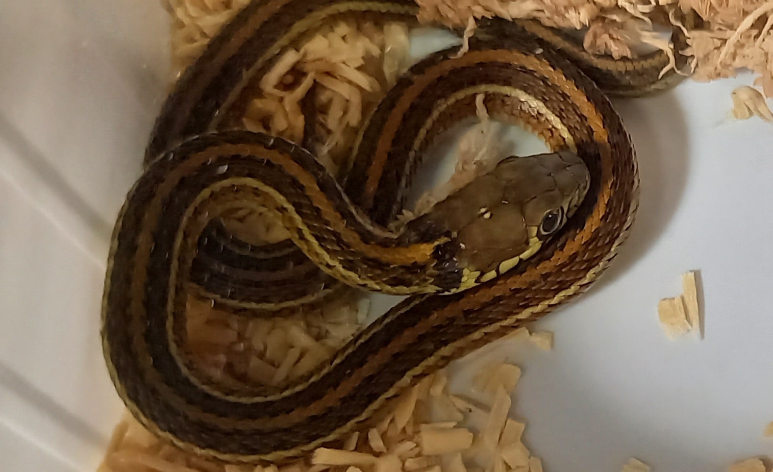 Thamnophis eques diluvialis