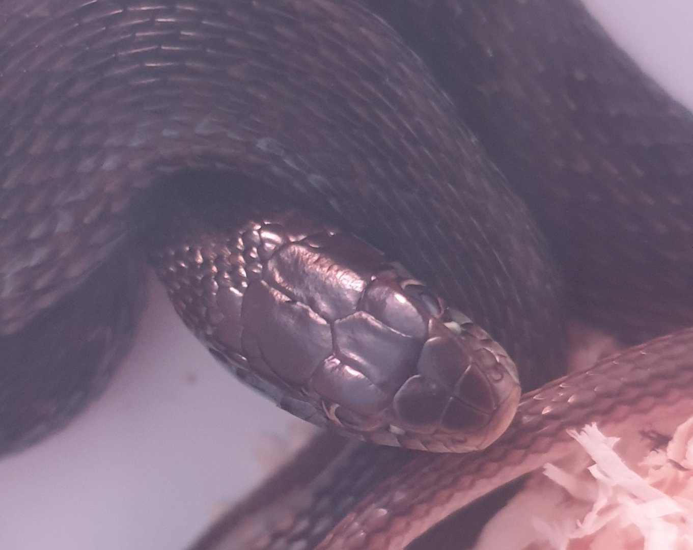 Thamnophis eques eques