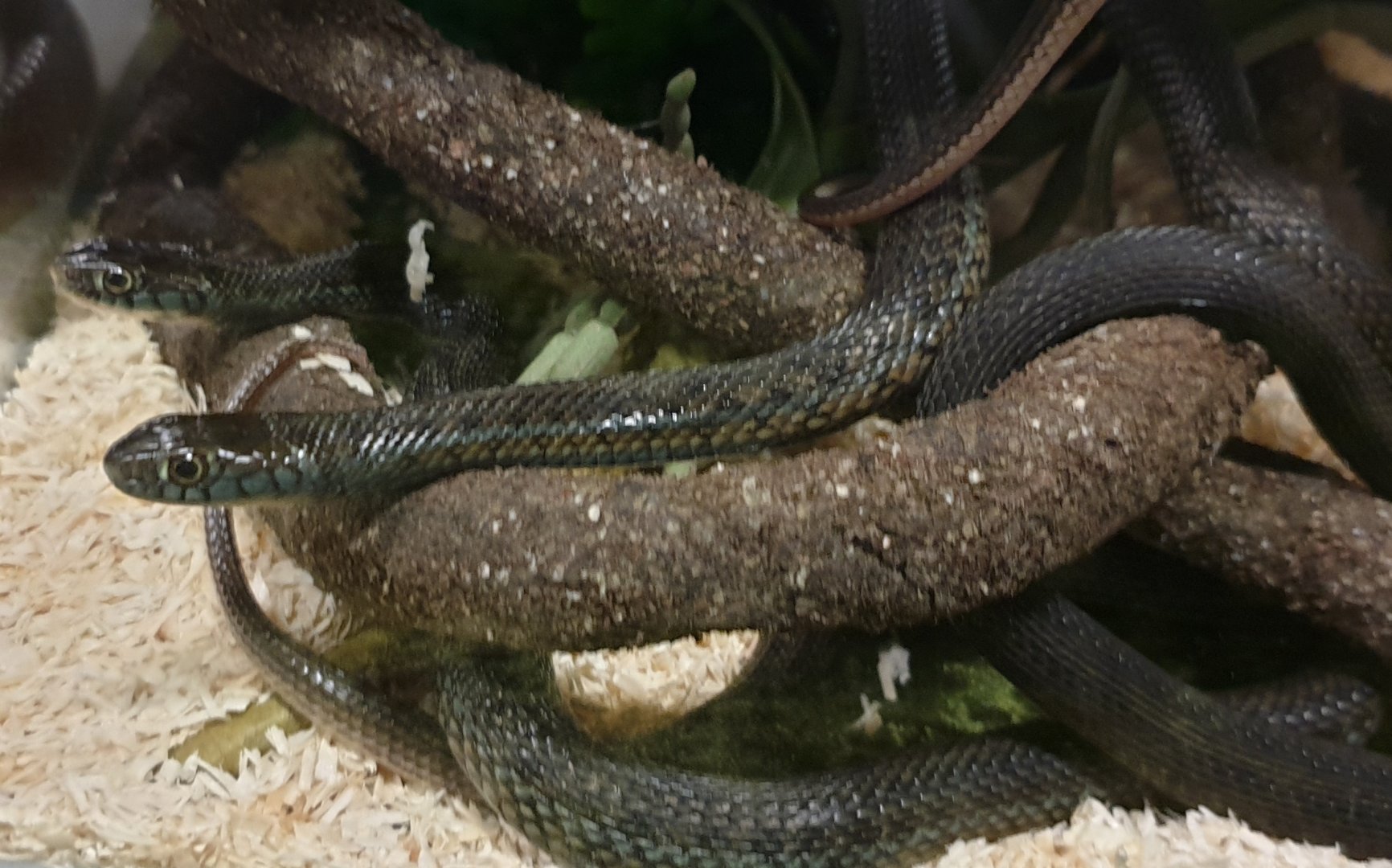 Thamnophis eques obscurus