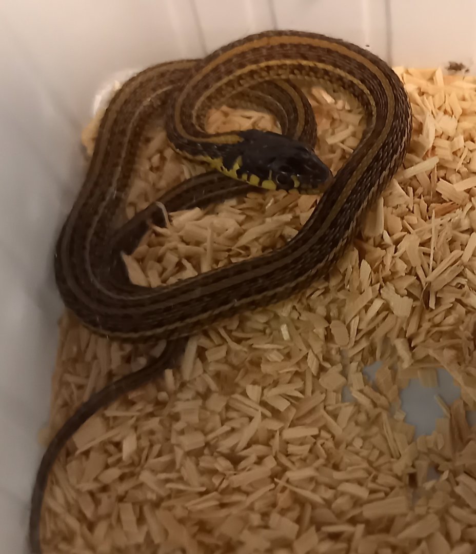 Thamnophis eques patzcuarensis