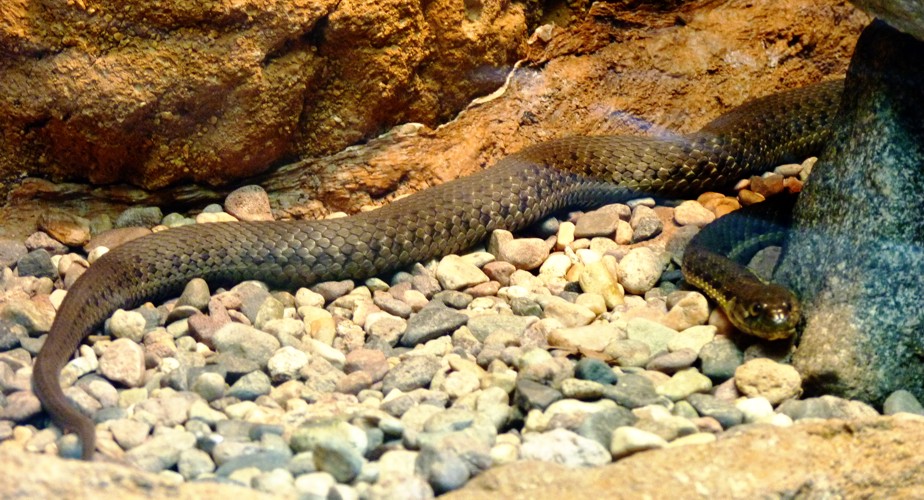 Thamnophis hammondii