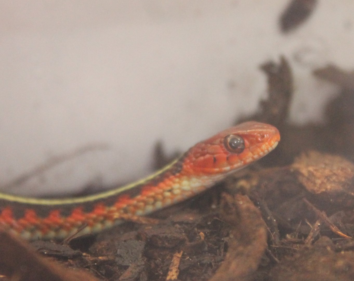 Thamnophis infernalis