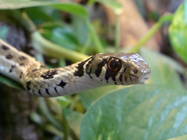 Thamnophis marcianus