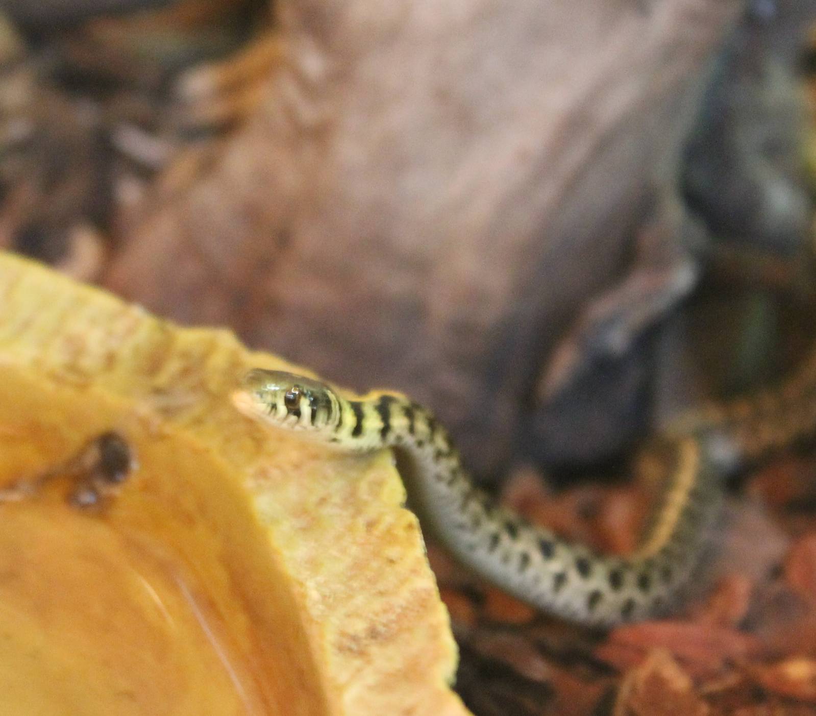 Thamnophis marcianus