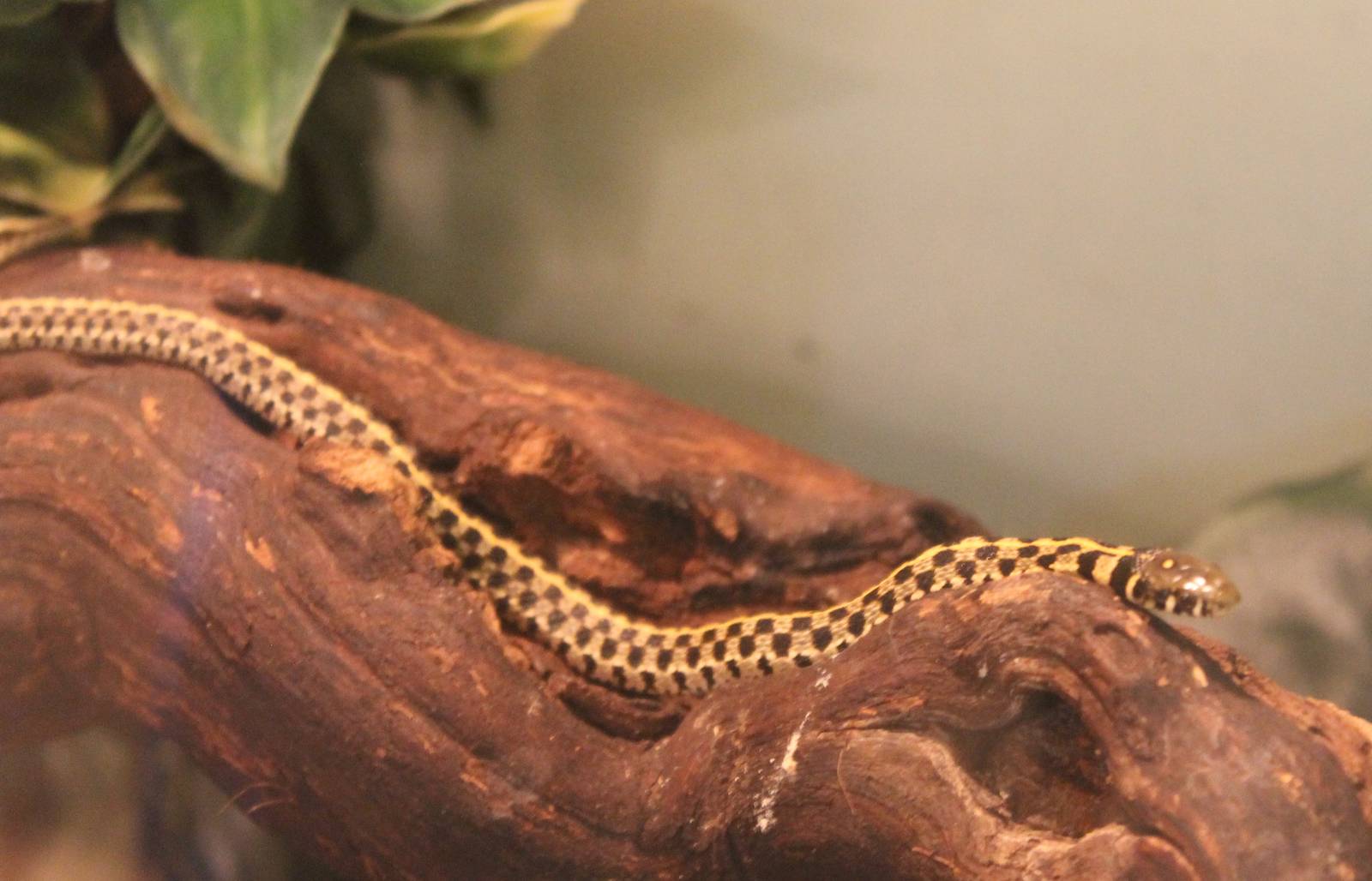 Thamnophis marcianus