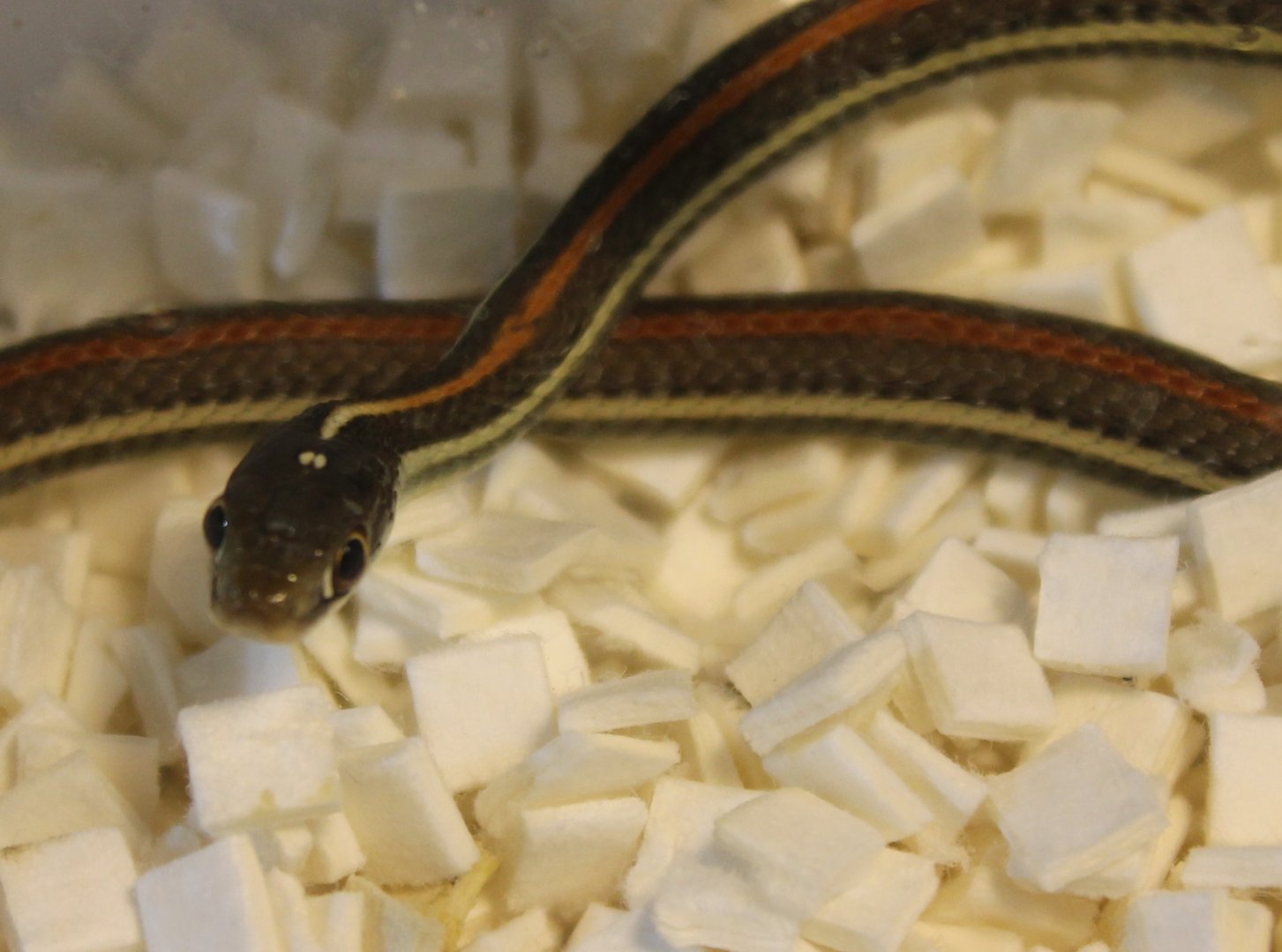 Thamnophis proximus rubrilineatus