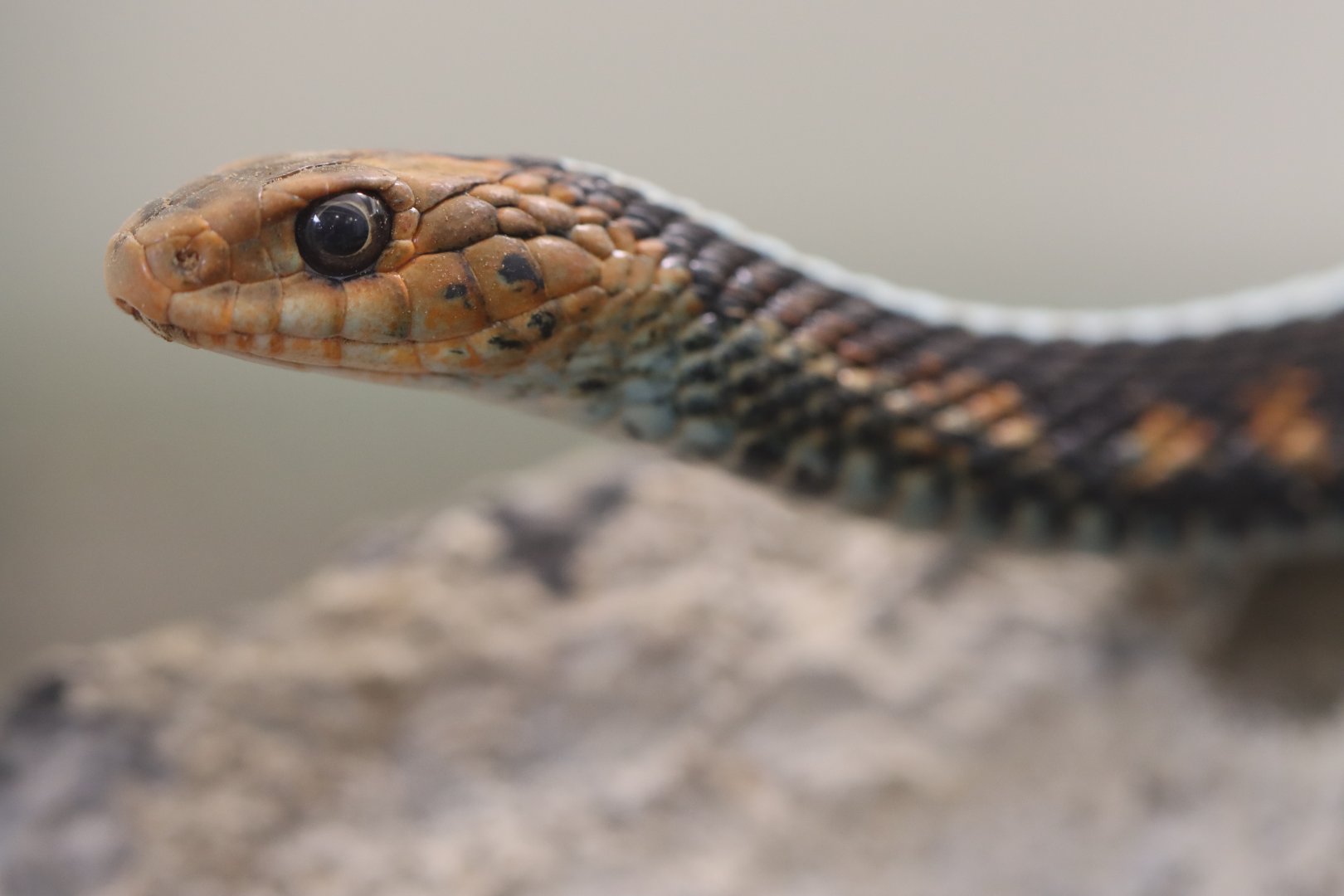 Thamnophis sirtalis concinnus