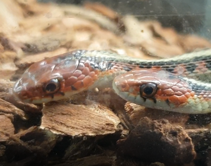 Thamnophis sirtalis infernalis
