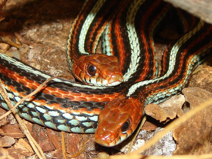 Thamnophis sirtalis tetrataenia / San Francisco gartersnake