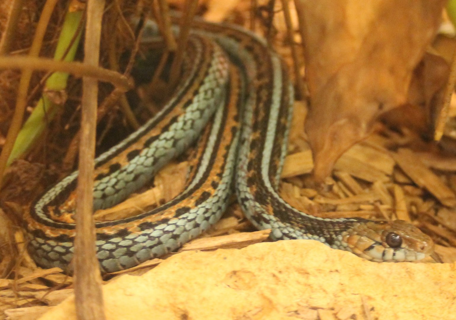 Thamnophis sirtalis tetrataenia