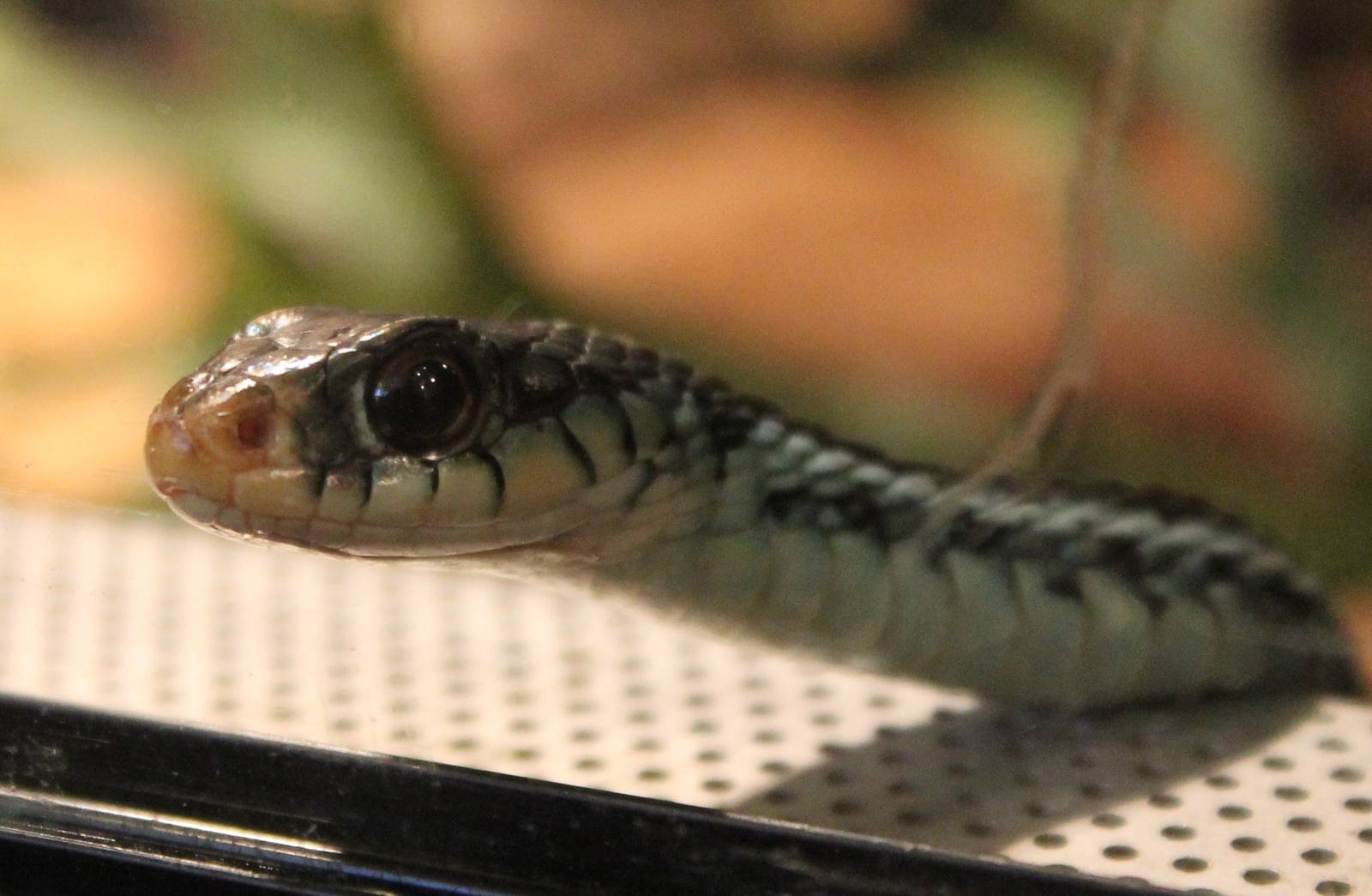 Thamnophis sirtalis