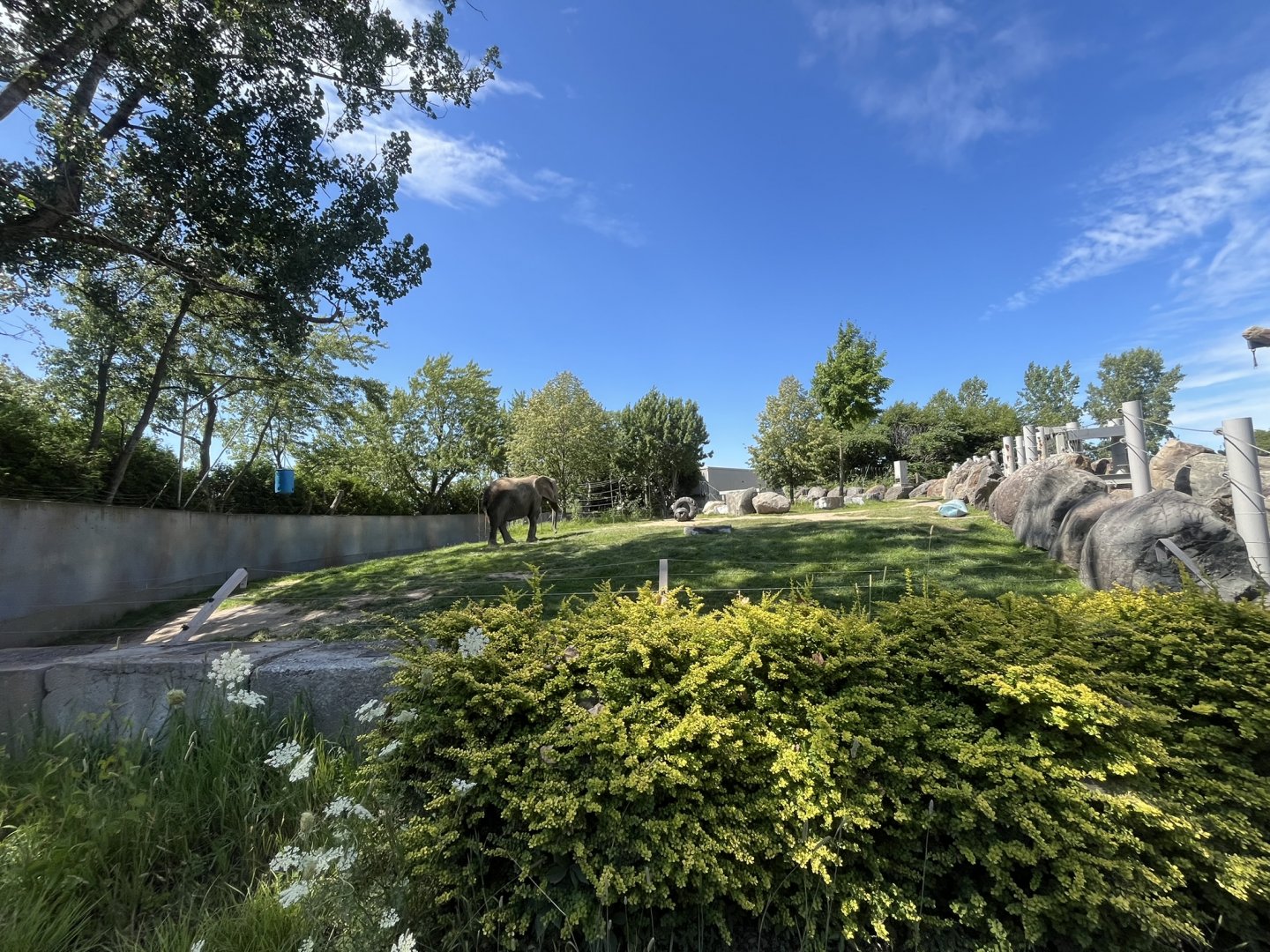 Thandi(I believe) the African Elephant in first habitat