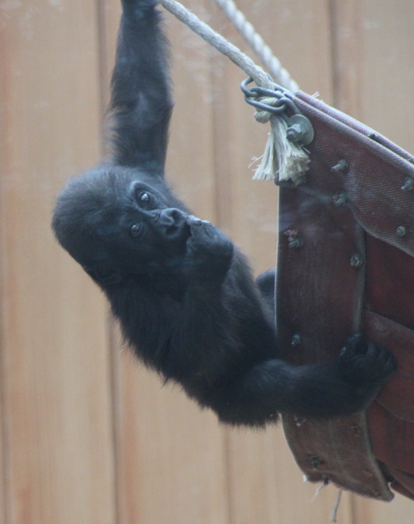 Thandie - Western lowland gorilla ( born Nov. 26 2018 )