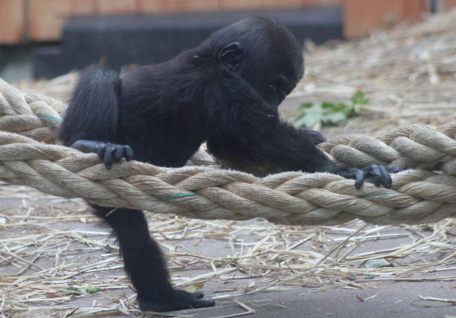Thandie - Western lowland gorilla ( born Nov. 26 2018 )