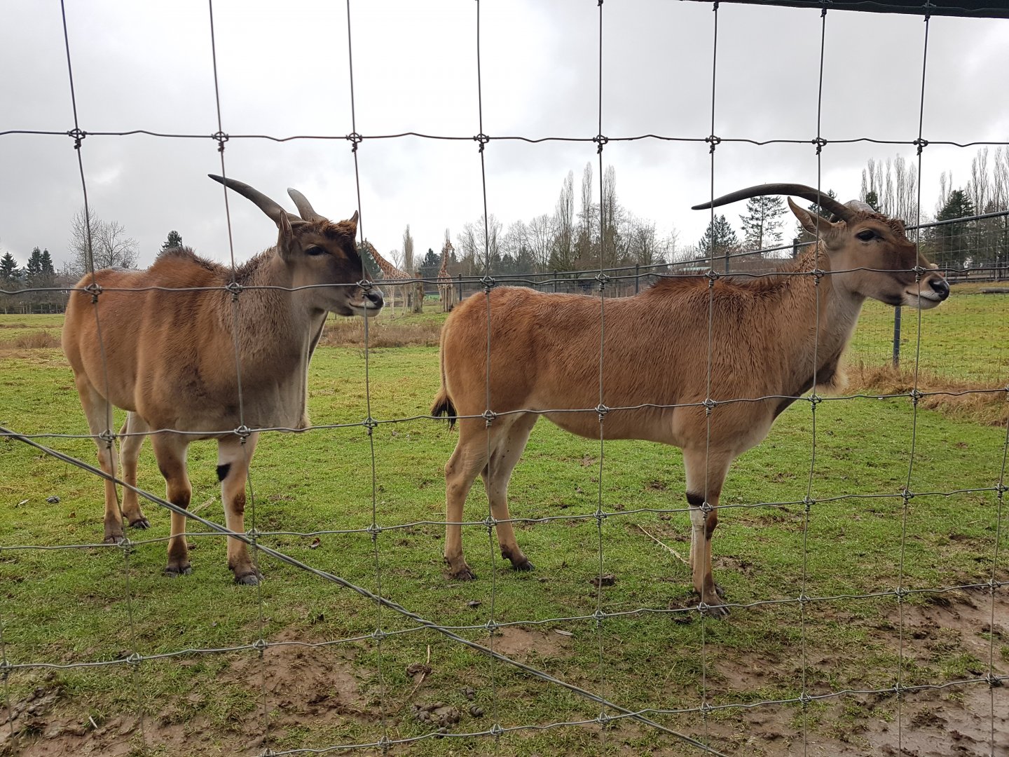 Thando & Venus (Common Elands)