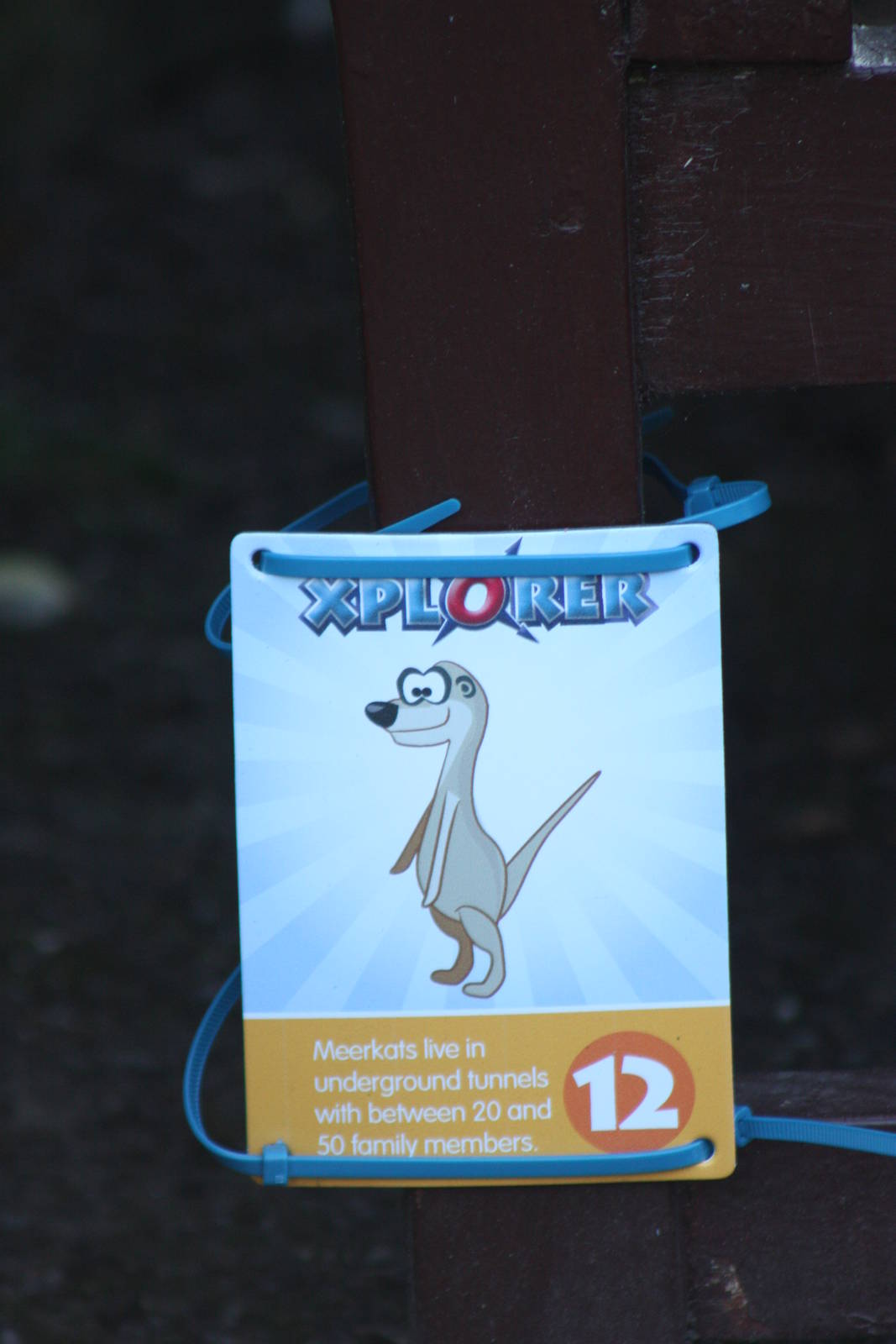 Thankfully the only Meerkat at Sewerby, 31st August 2014