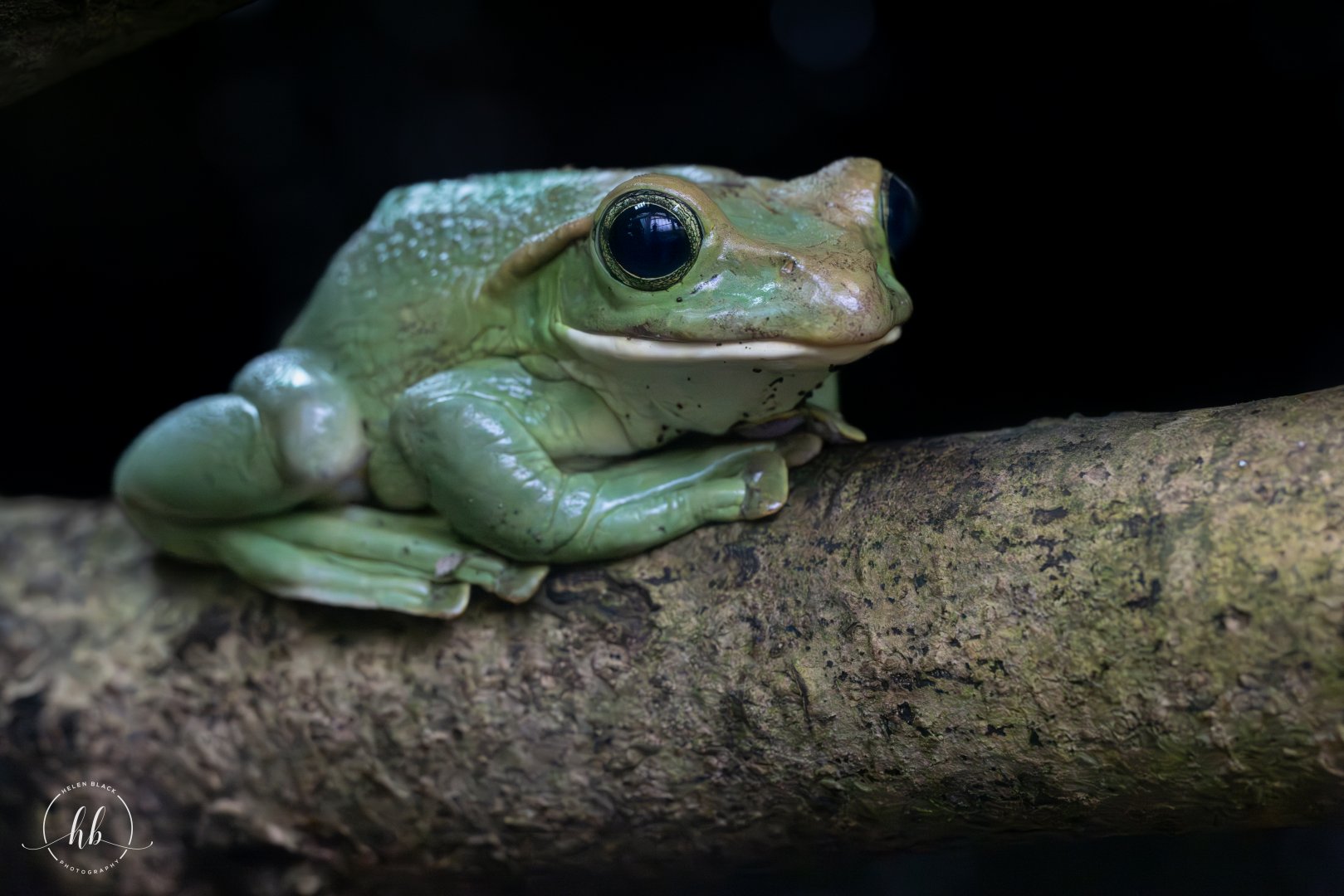 Thao Whipping Frog - Fea's Tree Frog / Paignton / 15-3-24
