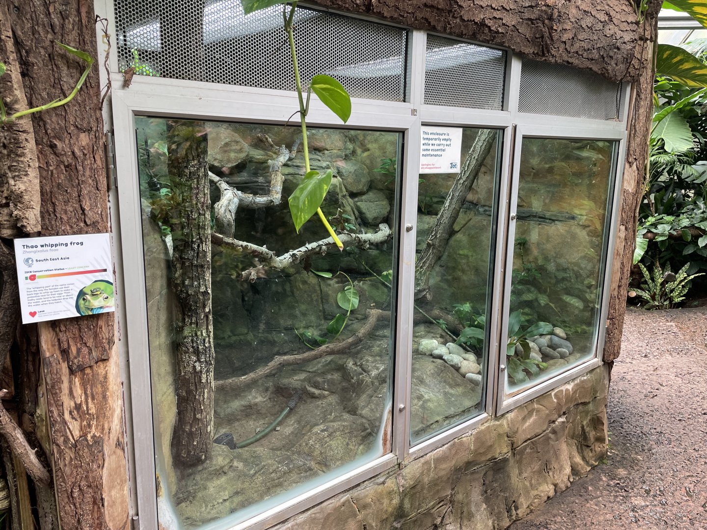 Thao Whipping Frog Tank