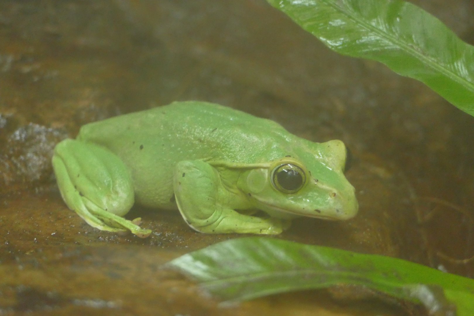 Thao Whipping Frog, Tropical House, December 2021
