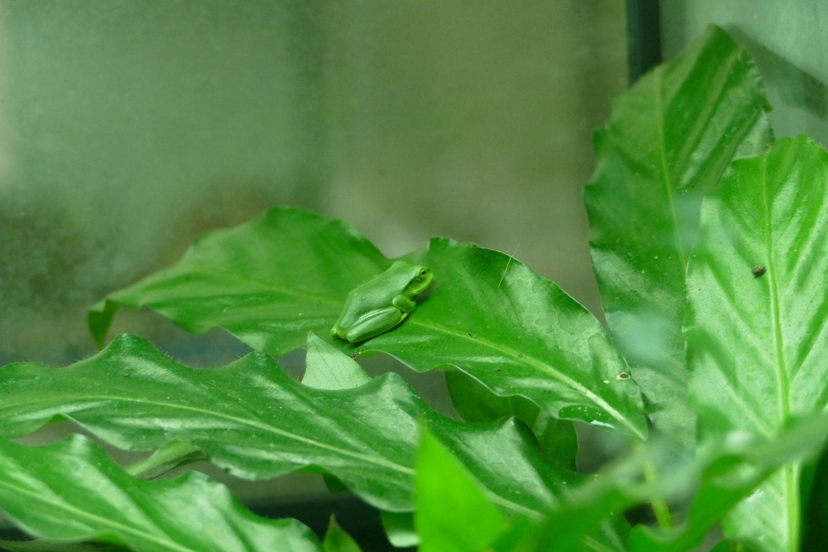 Thao whipping froglet, March 2019