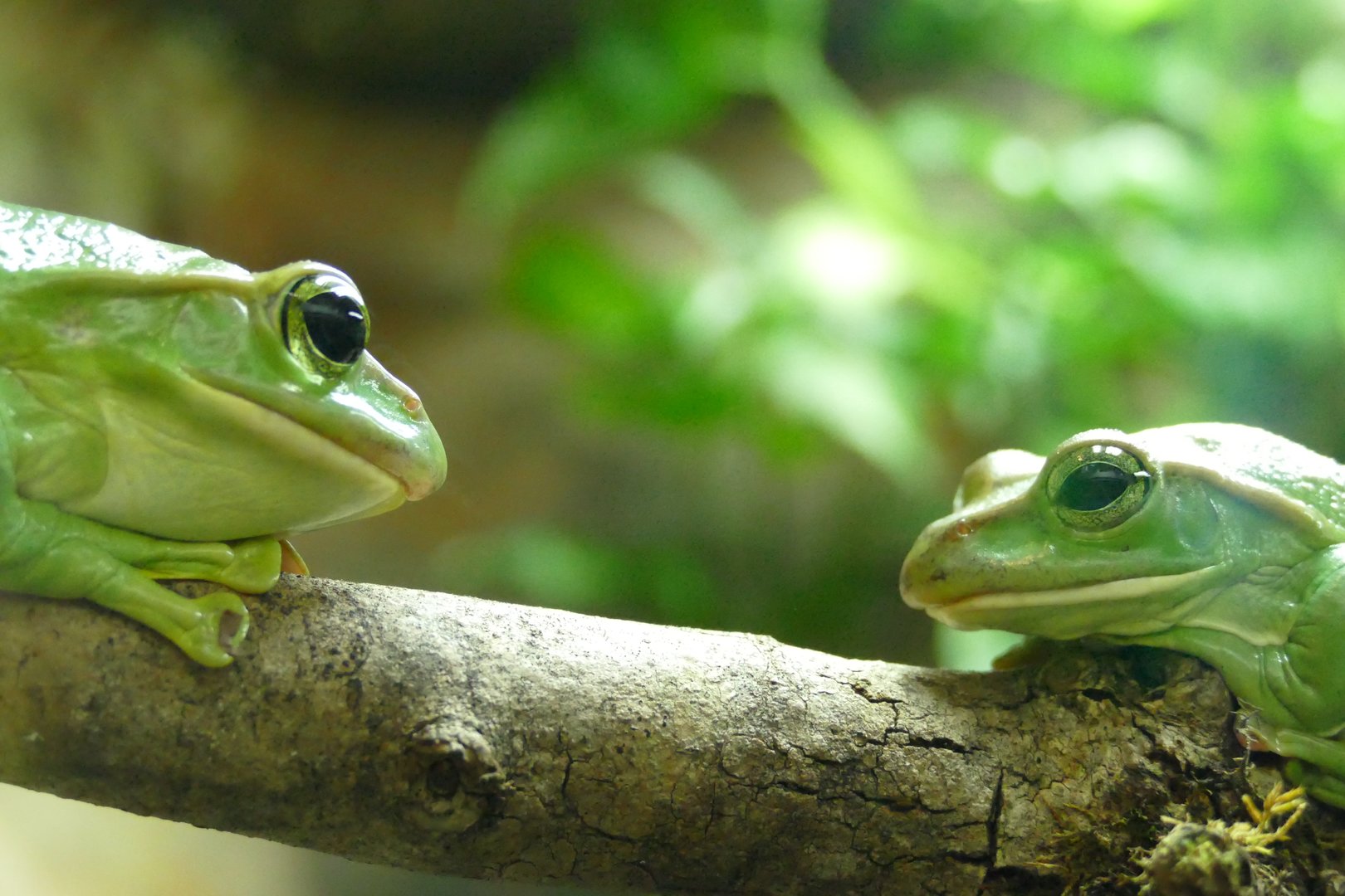 Thao Whipping Frogs, October 2022