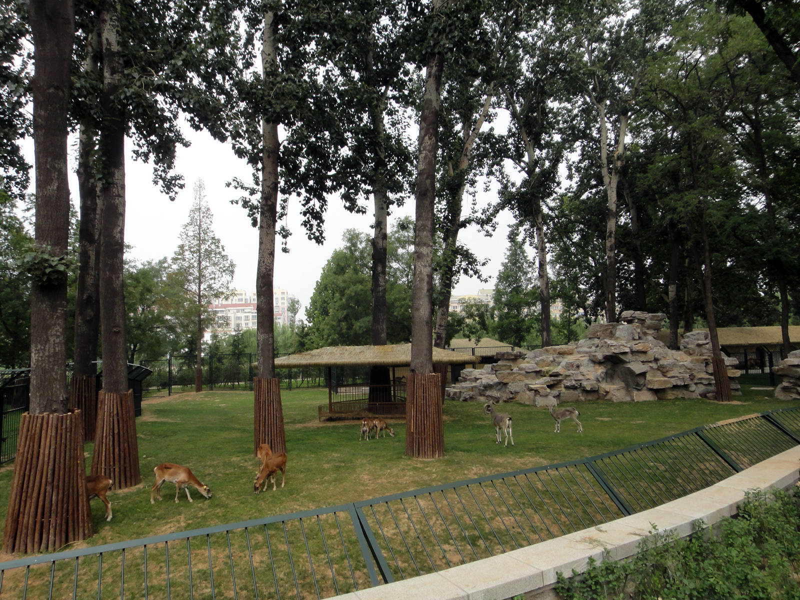 Thar, blue sheep, mouflon