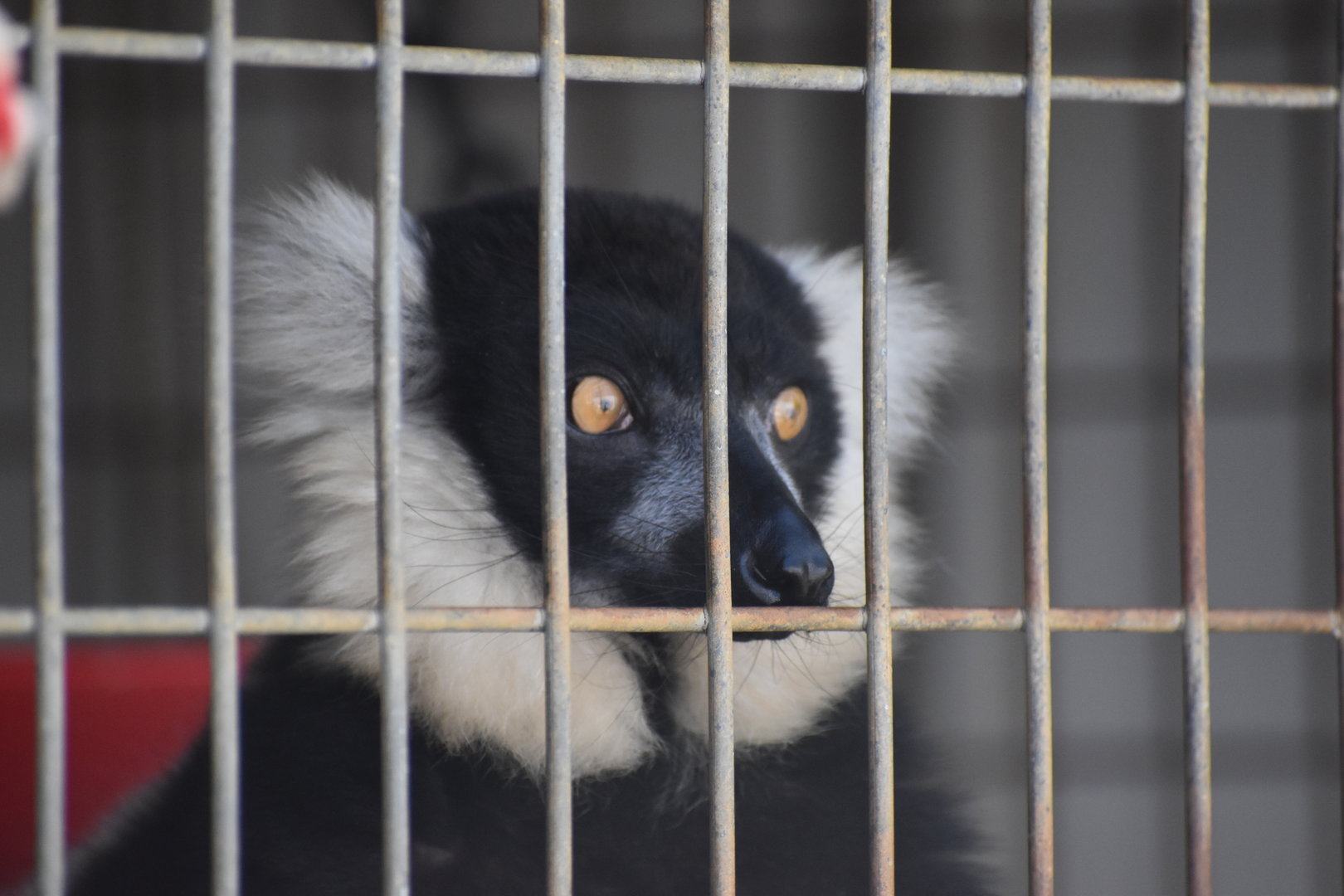 That Black-and-White Ruffed Lemur Stare