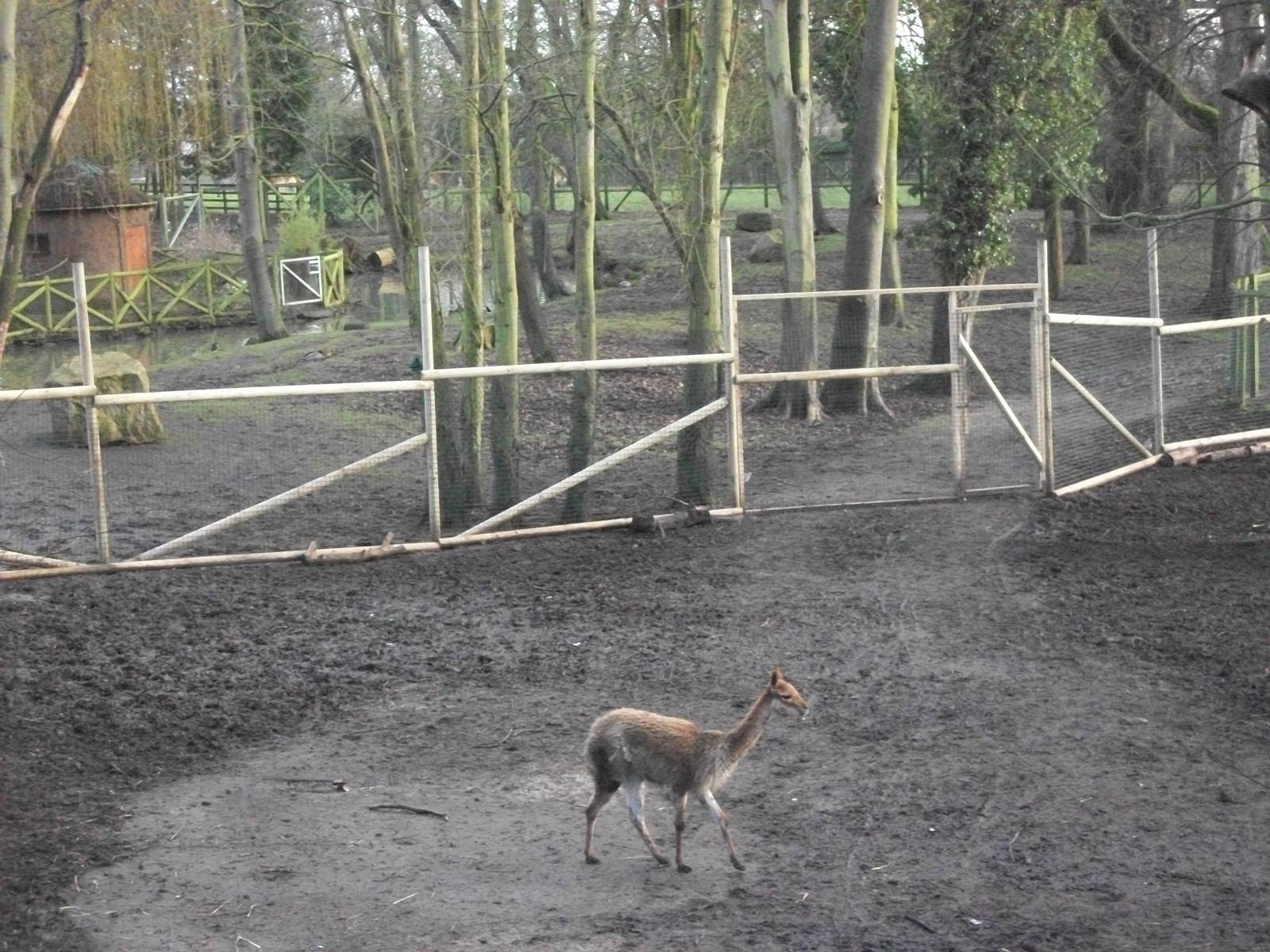 That fence was not there last week I 4th January 2013