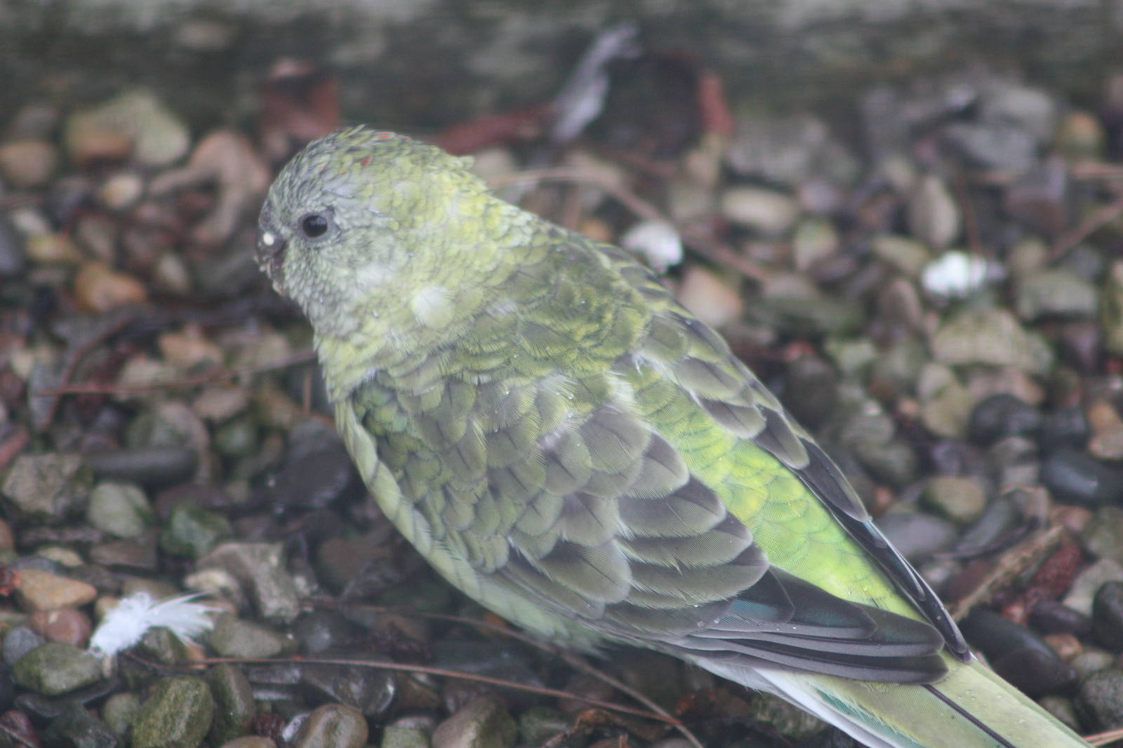 That miniature Kakapo again, 6th September 2014