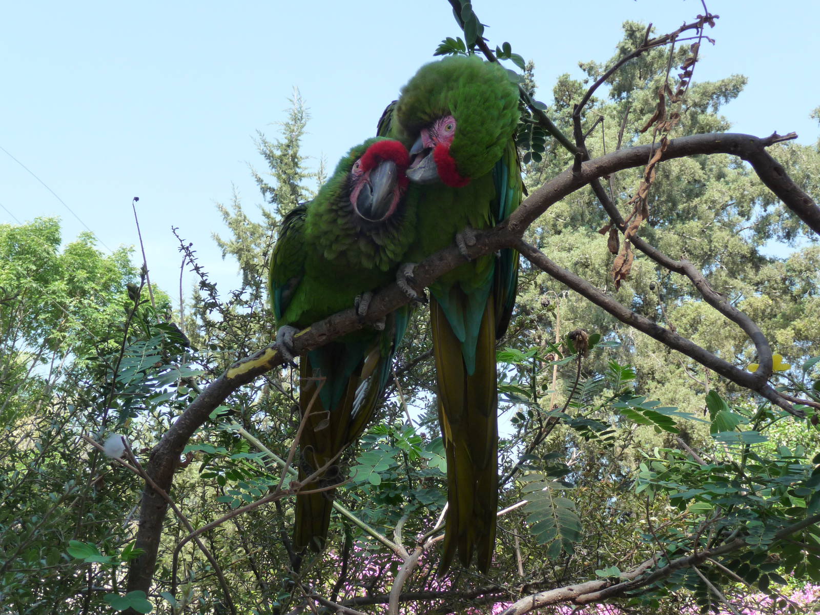 that 's the way i like it  Military macaws africam safari