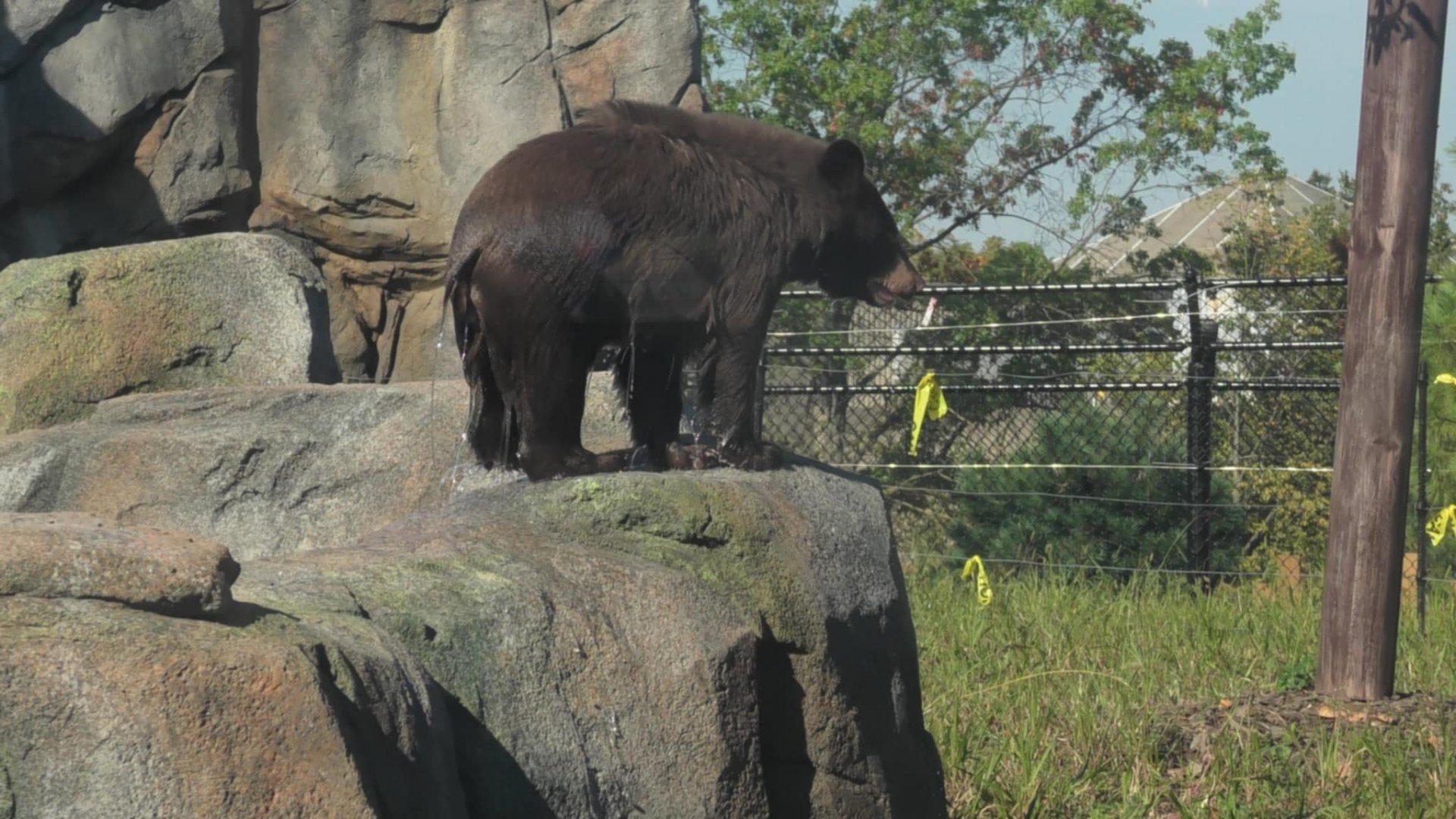 That's a very wet baby bear