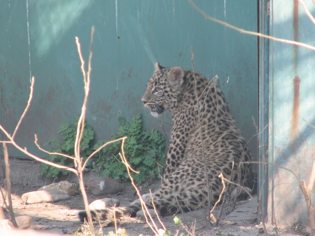 That's me in the corner (Persian leopard cub)