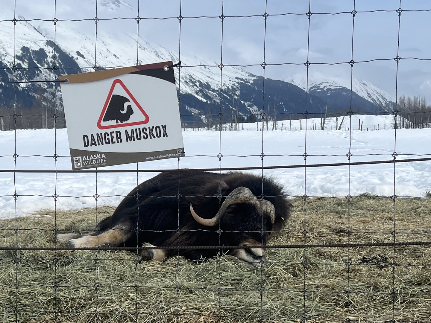 That’s not just any Muskox…that’s a Danger Muskox.