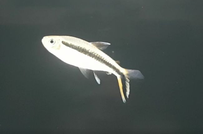 Thayeria boehlkei - Blackline penguinfish