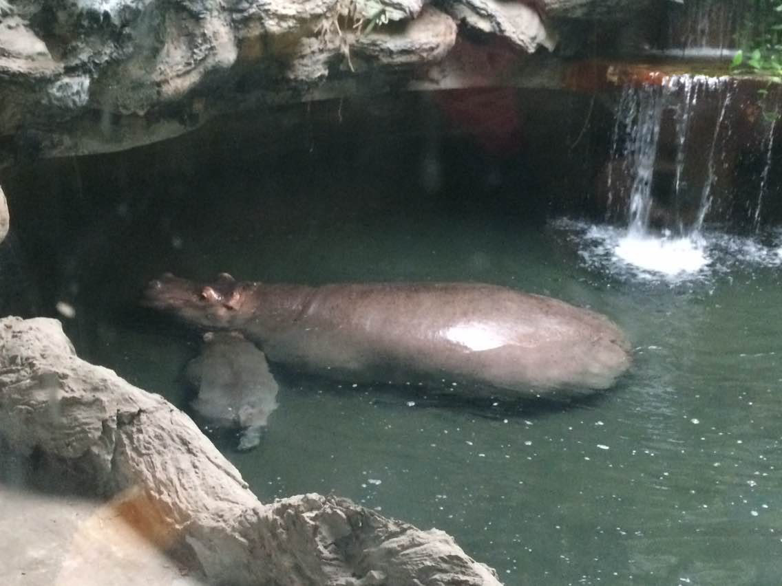 The 11th child of hippo Jin Jin