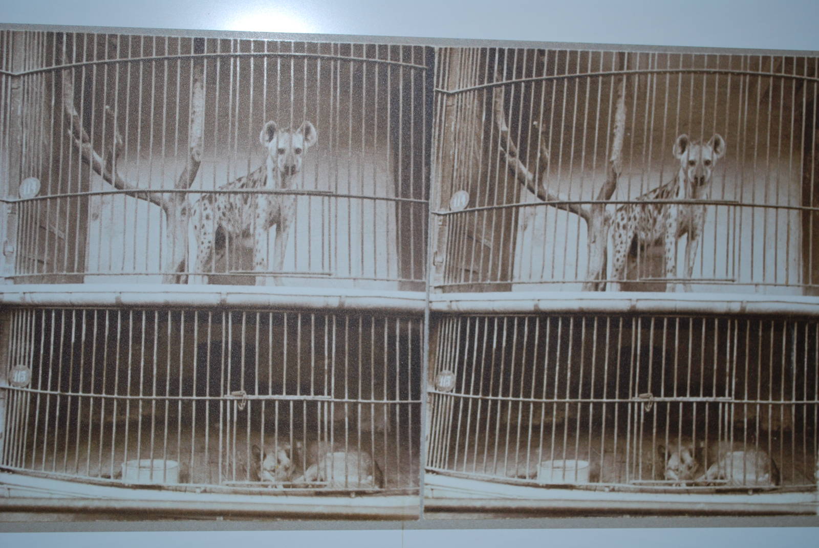 The 150 Year Jubilee Exhibition...